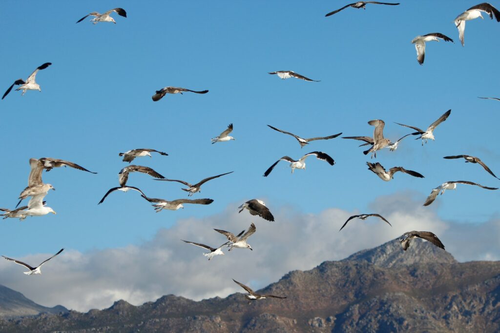 I Followed Migrating Birds for 3 Years: 24 Mind-Blowing Navigation Secrets They Use