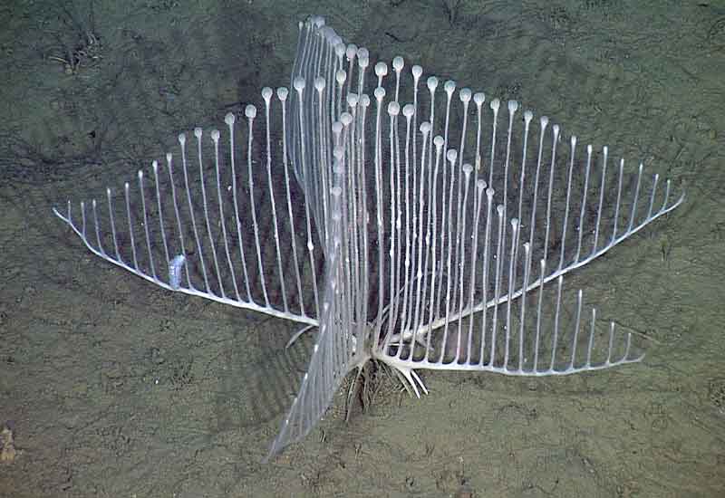 38 Bizarre Deep-Sea Creatures Scientists Discovered in the Last Decade