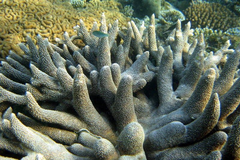 32 Animals That Have Completely Adapted to Climate Change (While Others Go Extinct)