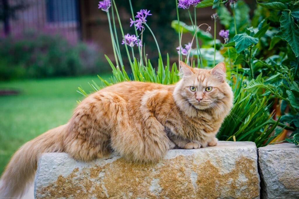 22 Cat Breeds Prone to Anxiety: Understanding Feline Mental Health Challenges