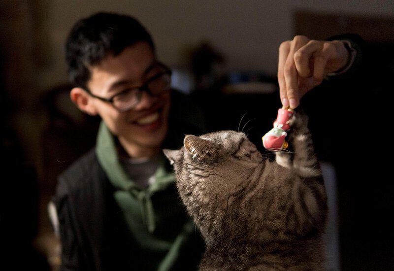 From Comfort to Companionship: The Rise of Robotic Pets in Modern Therapy Practices