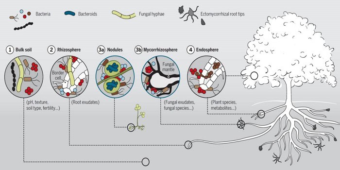 24 Secret Underground Networks Where Plants and Fungi Make Deals