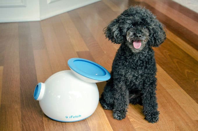 The Ultimate Guide to Pet Safety: Must-Have Gadgets for Modern Dog Owners
