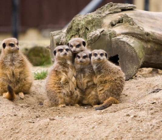 24 Animals That Are Better at Teamwork Than Most Humans