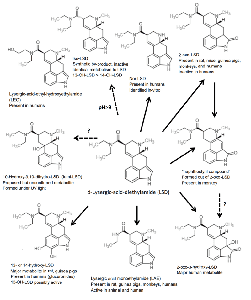 Scientists Finally Found the Psychedelic Source of LSD