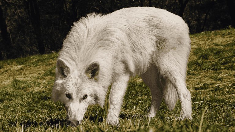 Scientists Furious: Company Claims It &#8216;De-Extincted&#8217; Dire Wolves But They&#8217;re Just Fake