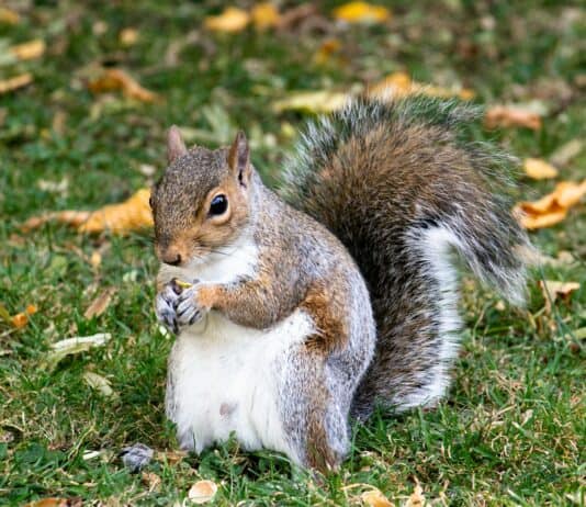 29 Species That Are Thriving Because of Human Activity (Not All News Is Bad)