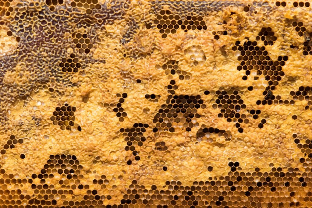 Why Honeybees Vote on Where to Build Their New Home (And It&#8217;s More Democratic Than Human Elections)