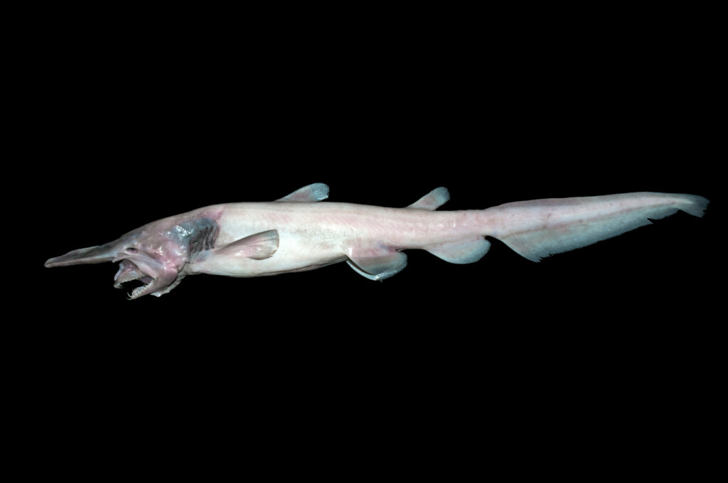 38 Bizarre Deep-Sea Creatures Scientists Discovered in the Last Decade