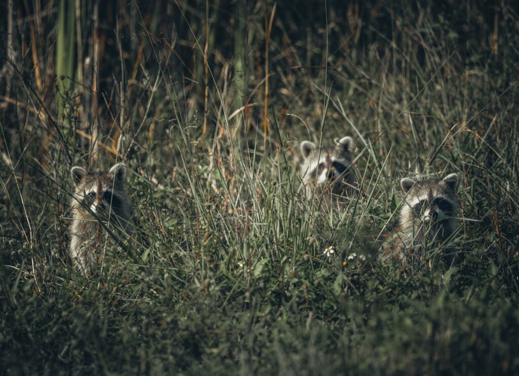 The Animal Mafia: 27 Species Running Criminal Empires Right Under Our Noses