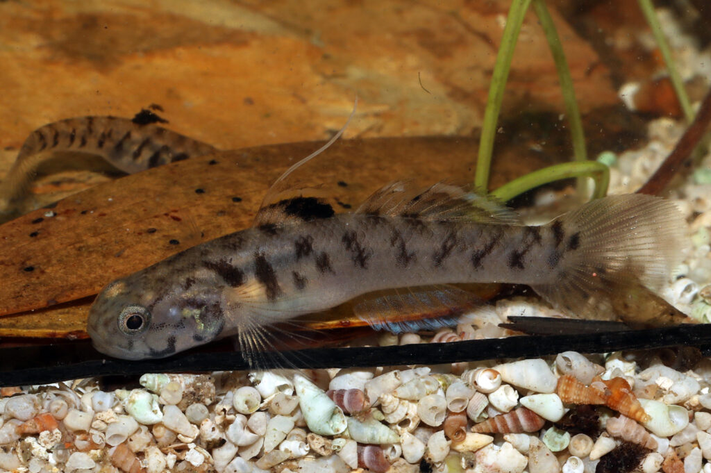 28 Animals That Switch Genders When Life Demands It