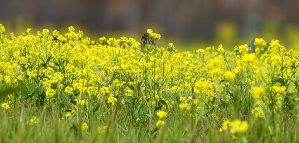 5 Surprising Ways Plants Taste Their World (Plus 22 Species That Do It Best)