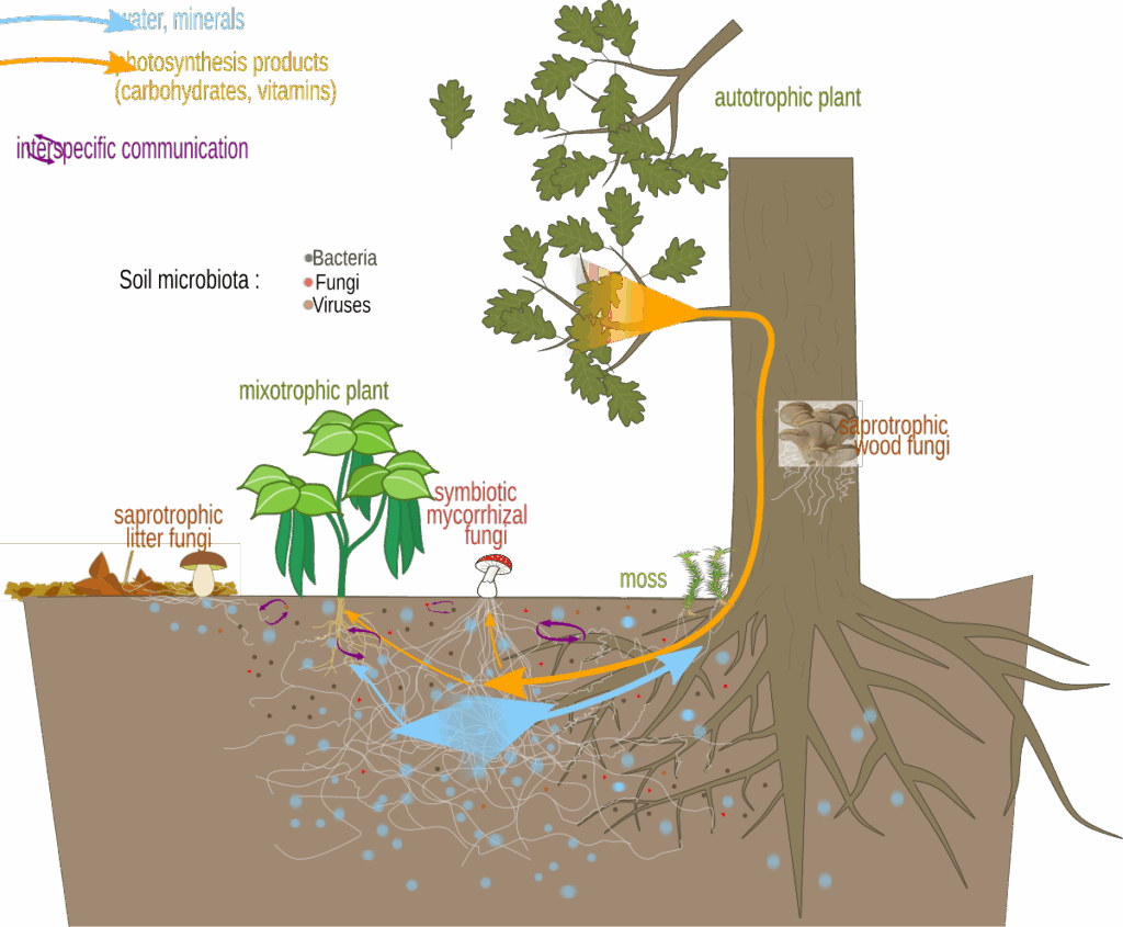 24 Secret Underground Networks Where Plants and Fungi Make Deals