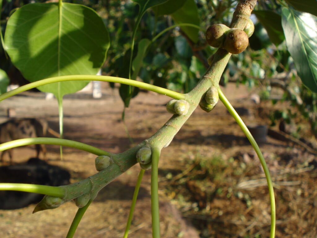 25 of The Rarest Flowers That Only Bloom Once Every Few Years