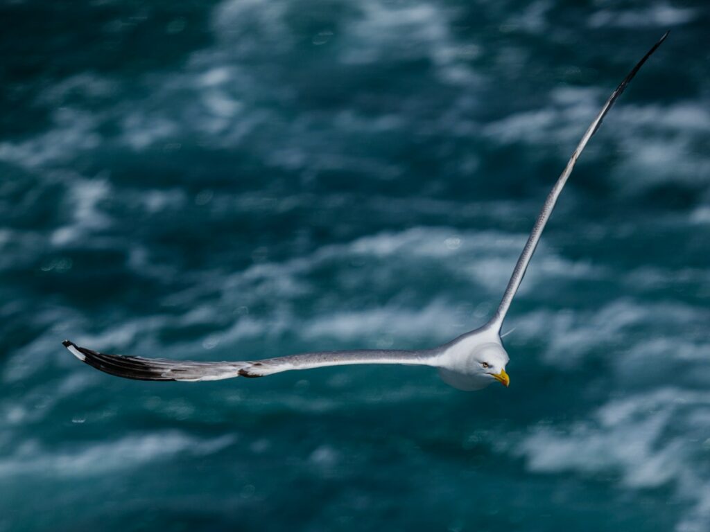 Wings of Wonder: Engineering Marvels in the Bird Kingdom