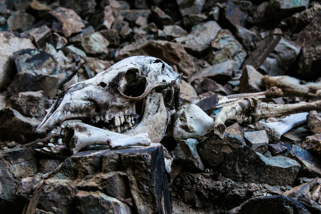 The Elephant Graveyards Are Real—And Scientists Finally Know Why They Exist