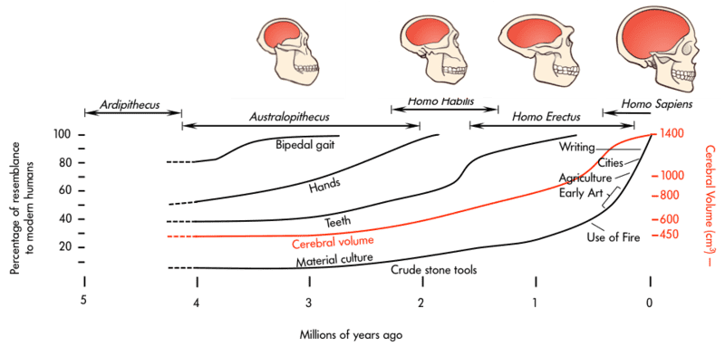 Farmers Dug Up a 300,000-Year-Old Skull. It’s Unlike Any Human Ancestor We’ve Ever Seen.