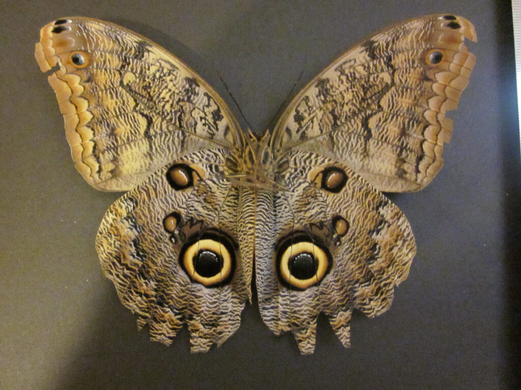 31 Animals That Are Masters of Deception and Lies