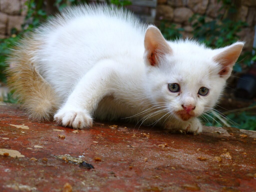 The Cat Owner&#8217;s Dilemma: 25 &#8220;Normal&#8221; Behaviors That Actually Signal Problems