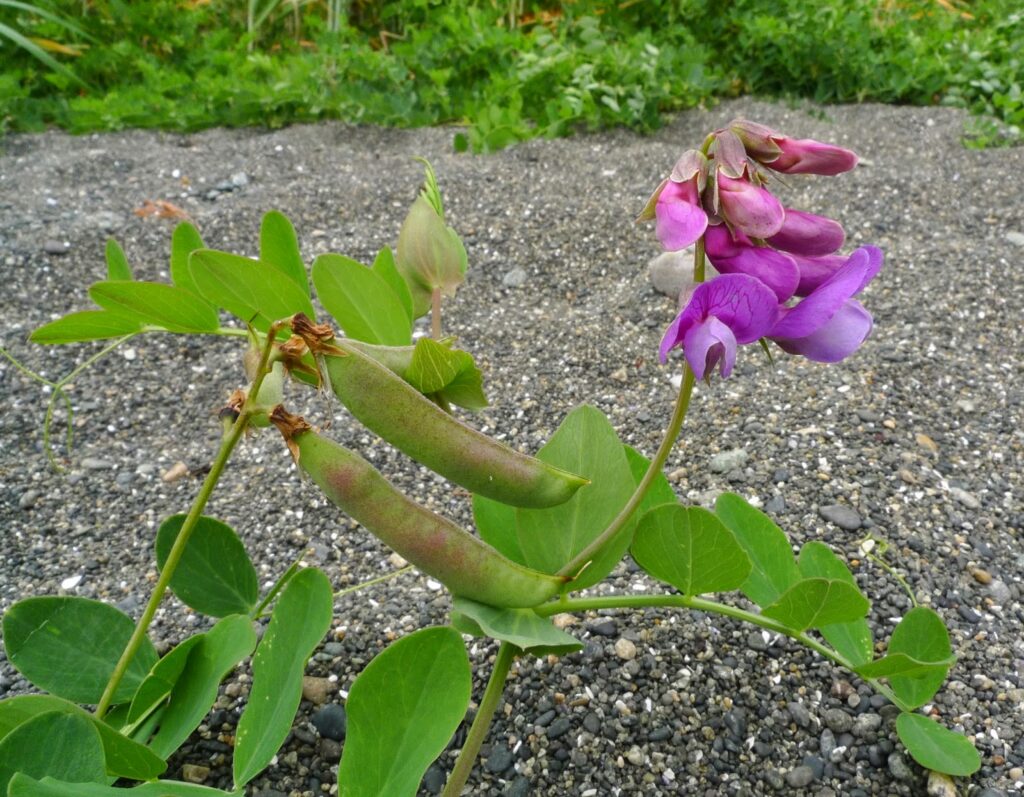 25 Plants That Literally Talk to Each Other (And How They Do It)