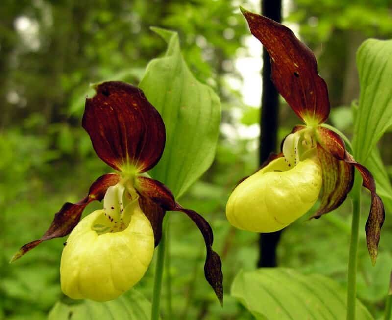25 of The Rarest Flowers That Only Bloom Once Every Few Years