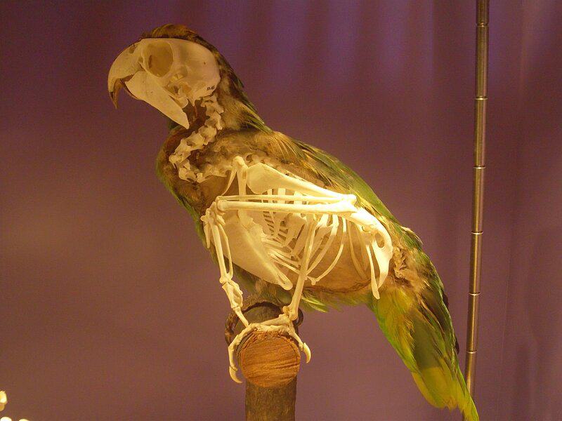 25 Brilliant Engineering Solutions Nature Invented First