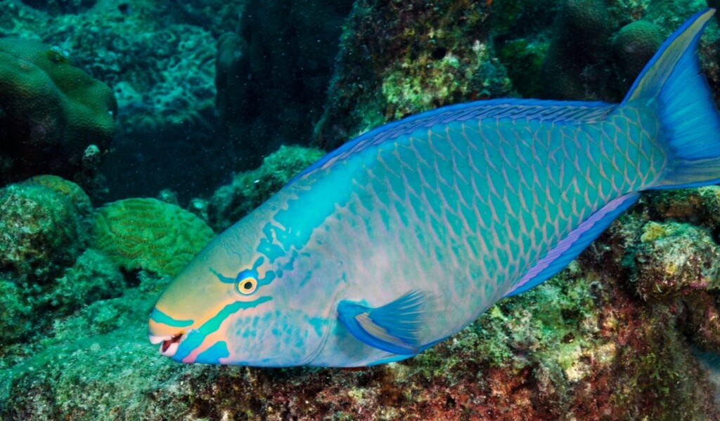 Forget Marvel—These Real Animals Have Rear Superpowers