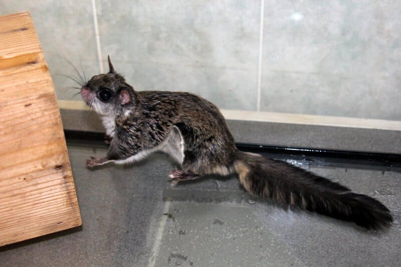 25 Exotic Pets So Weird, Your Dog Will Look Boring in Comparison