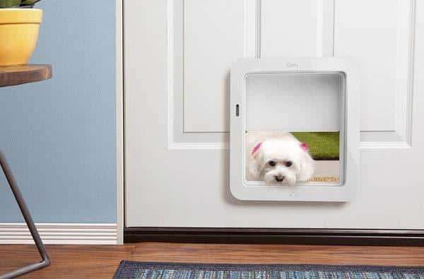 The Ultimate Guide to Pet Safety: Must-Have Gadgets for Modern Dog Owners