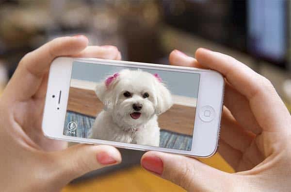 The Ultimate Guide to Pet Safety: Must-Have Gadgets for Modern Dog Owners