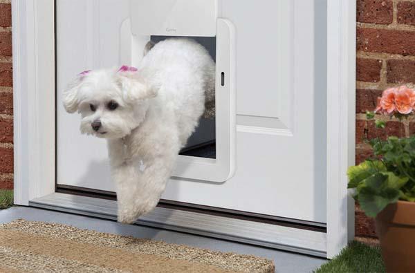 The Ultimate Guide to Pet Safety: Must-Have Gadgets for Modern Dog Owners