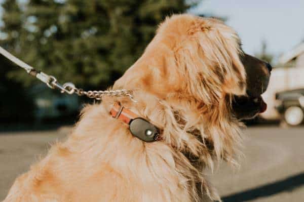 The Ultimate Guide to Pet Safety: Must-Have Gadgets for Modern Dog Owners