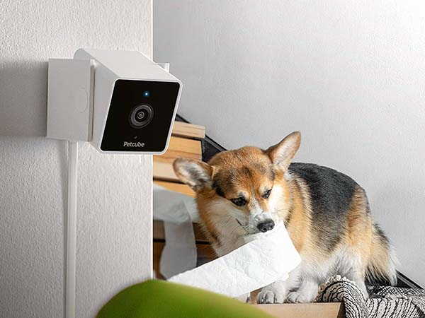 The Ultimate Guide to Pet Safety: Must-Have Gadgets for Modern Dog Owners