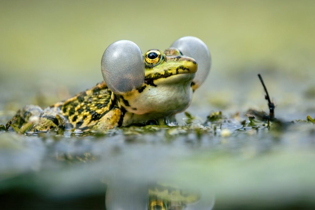 The Science Behind Amphibians&#8217; Underwater Breathing: A Dive into Evolutionary Adaptations