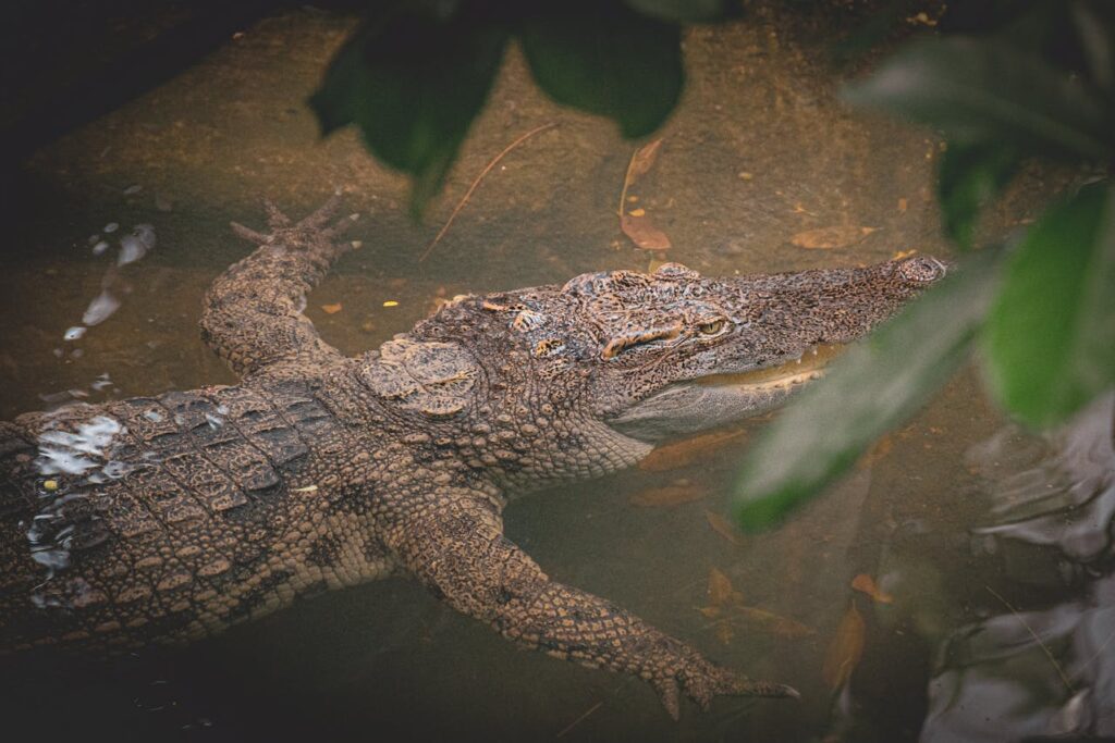 The Science Behind Amphibians&#8217; Underwater Breathing: A Dive into Evolutionary Adaptations