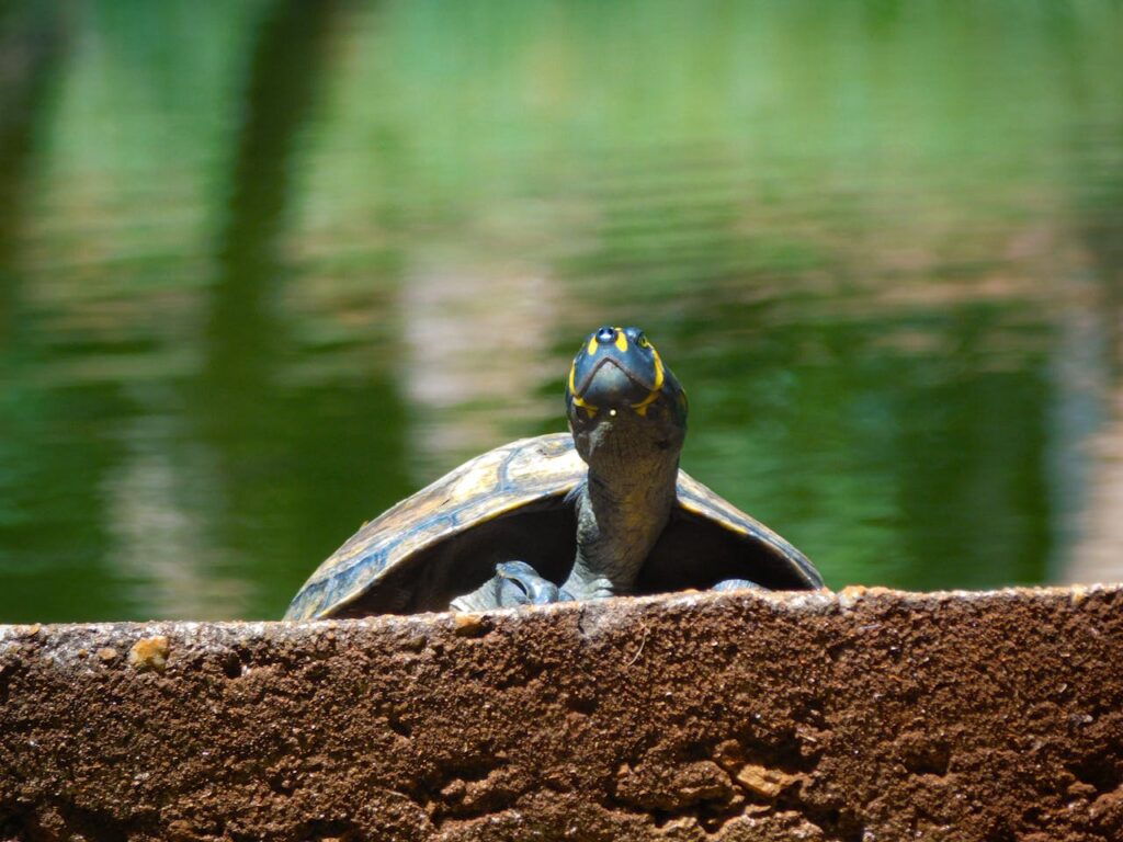 The Science Behind Amphibians&#8217; Underwater Breathing: A Dive into Evolutionary Adaptations