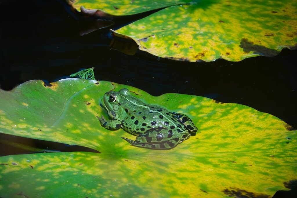 The Science Behind Amphibians&#8217; Underwater Breathing: A Dive into Evolutionary Adaptations