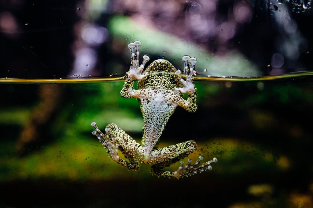The Science Behind Amphibians&#8217; Underwater Breathing: A Dive into Evolutionary Adaptations
