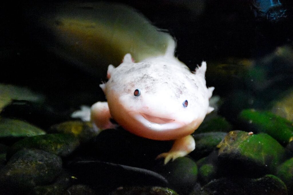 The Science Behind Amphibians&#8217; Underwater Breathing: A Dive into Evolutionary Adaptations