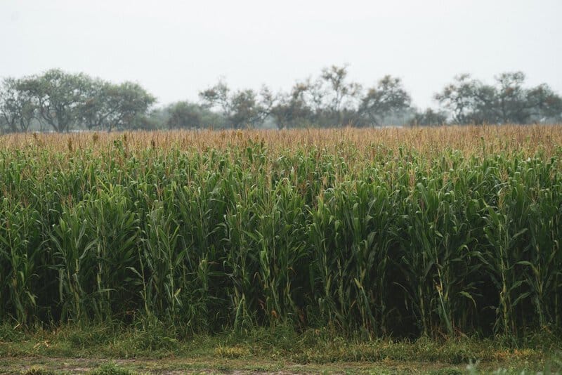 15 Scientific Innovations Fighting World Hunger