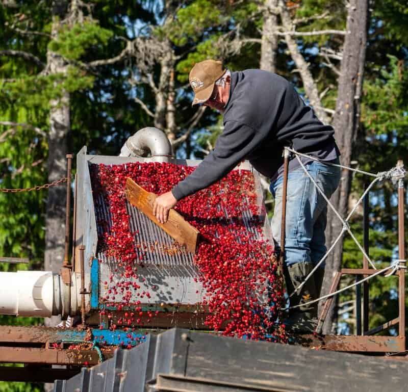 20 Natural Remedies That Actually Work (Backed by Science)