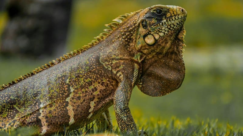 29 Animals That Can Regrow Lost Body Parts Throughout Their Lives