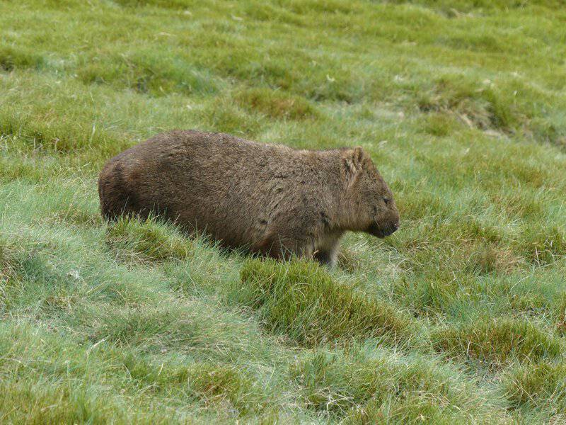 20 Animal Facts That Sound Fake—But Are Totally True