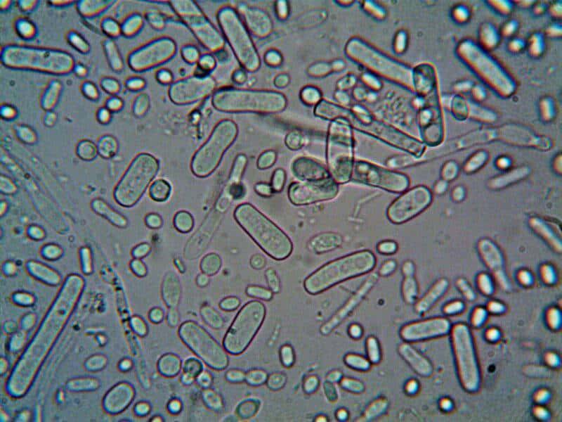 10 Recent Breakthroughs in Cellular Biology That Could Revolutionize Medicine