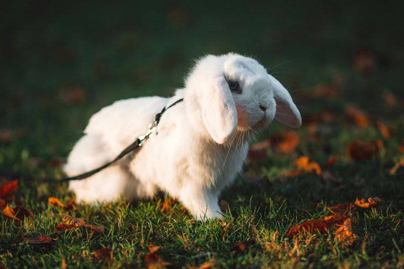 25 Incredibly Cute Miniature Animals You Can Actually Keep as Pets