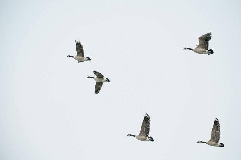 24 Animals That Are Better at Teamwork Than Most Humans