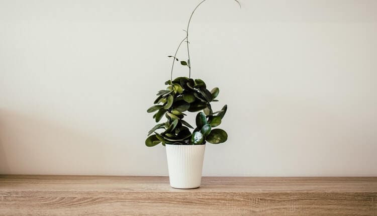 24 Houseplants That Actually Clean Your Air (Most Don&#8217;t Do Anything)