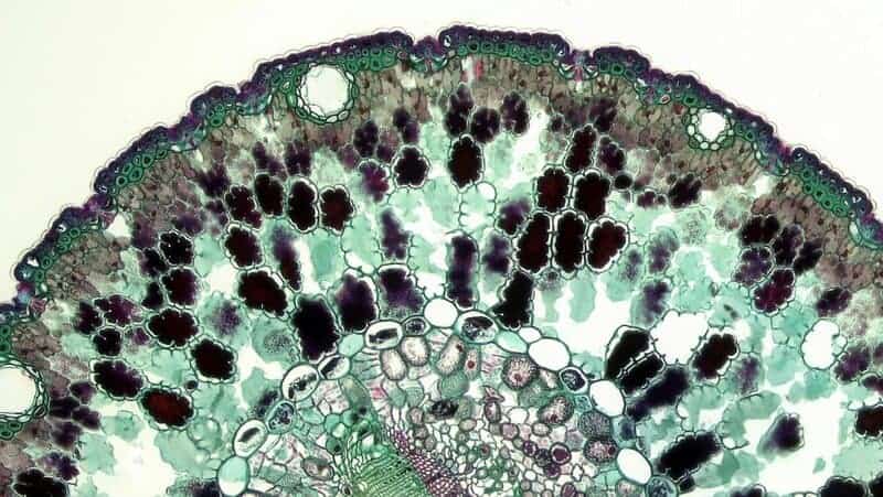 Scientists Say We May Have Been Wrong About the Origin of Life