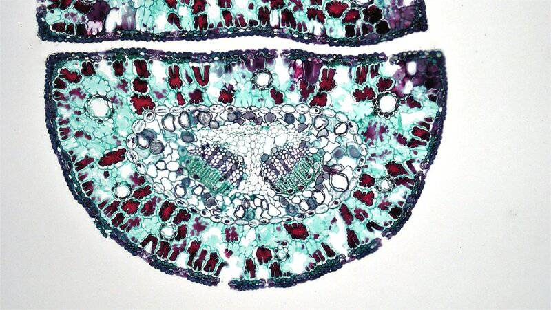 Ancient Plant DNA Unlocks Secrets of Earth&#8217;s Past Climate Changes