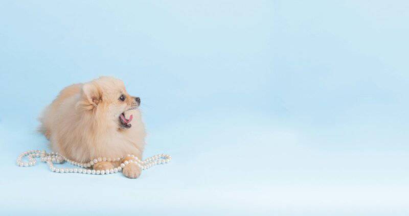 Is Your Dog Trying to Tell You Something? 32 Behaviors and What They Really Mean